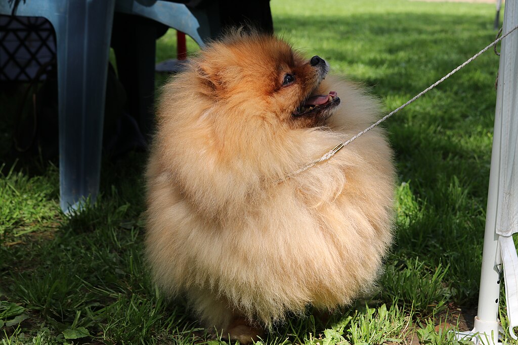 Adopter un spitz nain (Loulou de Poméranie), la star des petits chiens