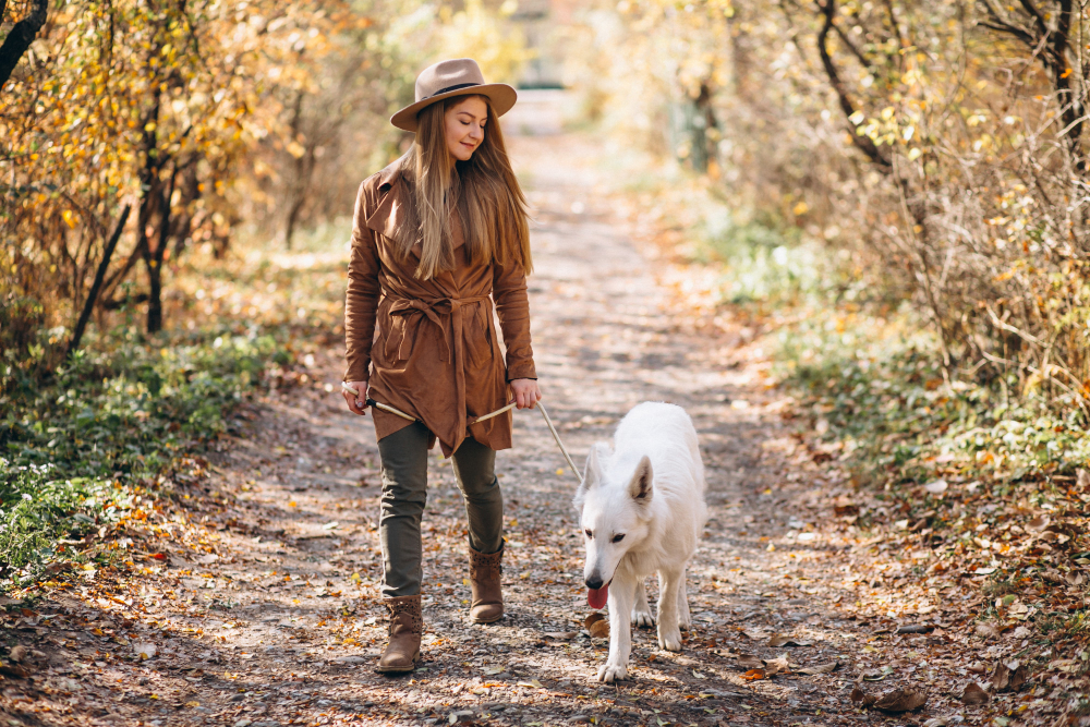 Combien de fois par semaine faut-il promener son chien ?