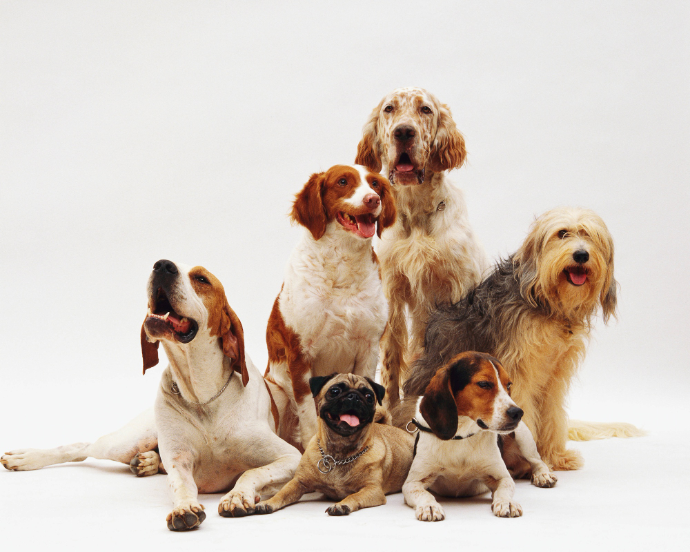 Races de chien : Qu'est-ce que le L.O.F et à quoi sert-il ?