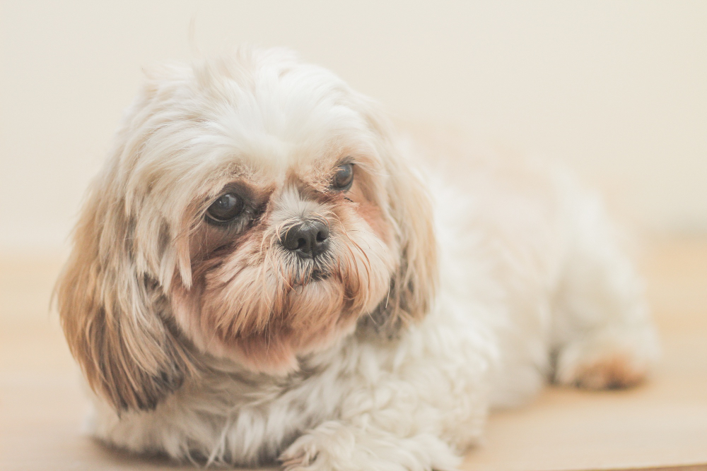 Shih Tzu : tout ce qu'il faut savoir sur ce chien mascotte (apparence, caractère, alimentation, prix)