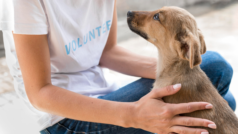 Comment adopter un chien en France ?