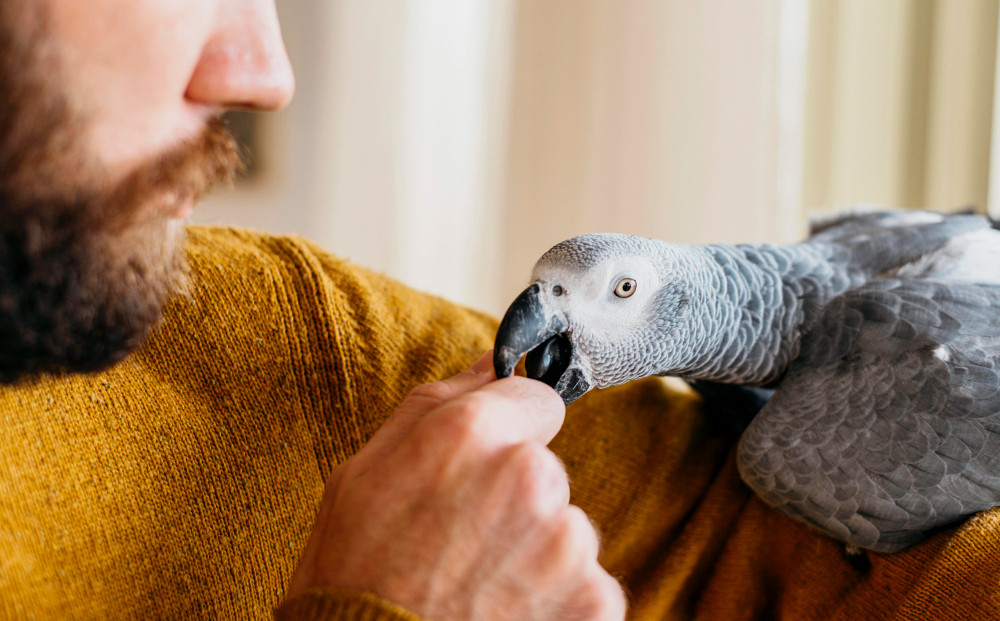 Quel oiseau domestique adopter chez soi ?