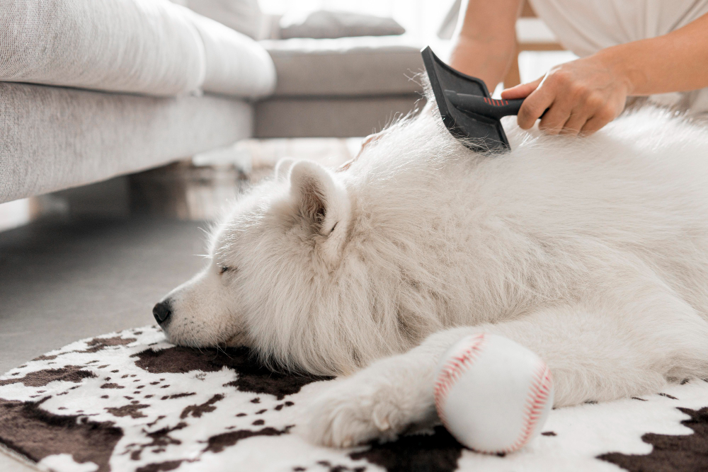 Comment sublimer le pelage de son chien ?
