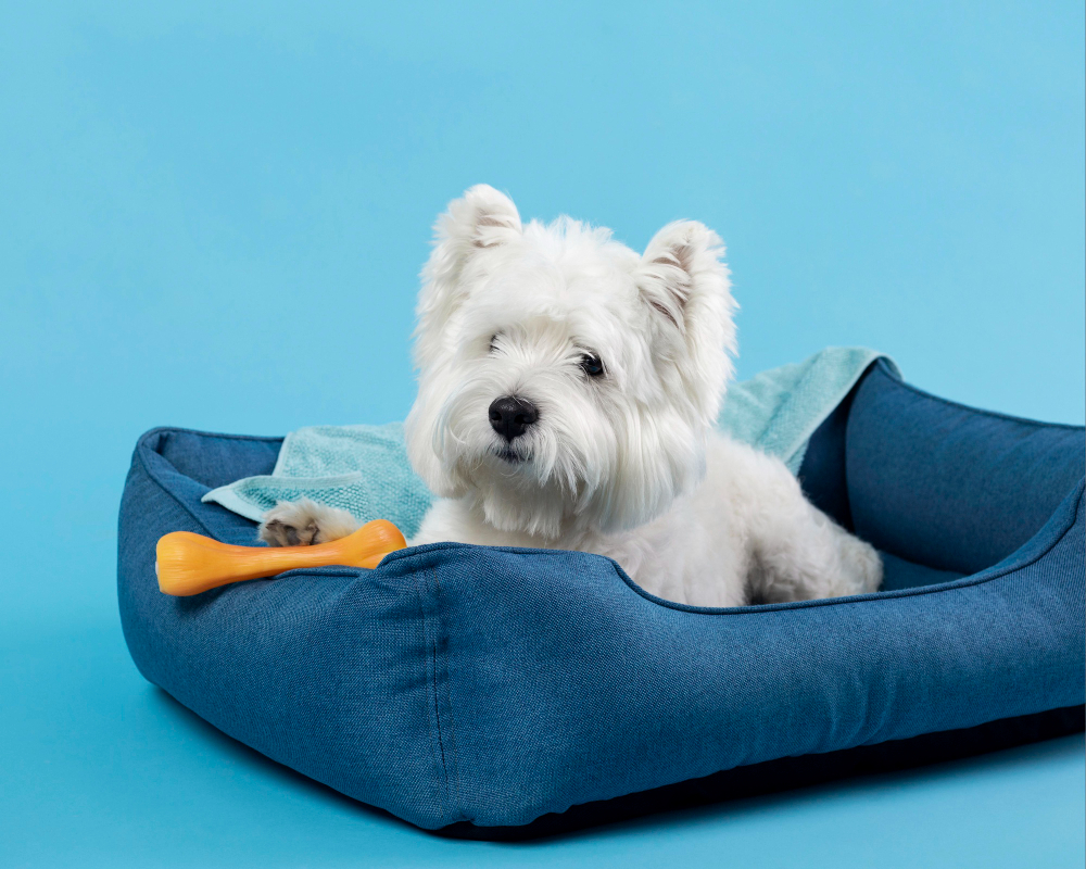 Comment choisir un panier pour son chien ?
