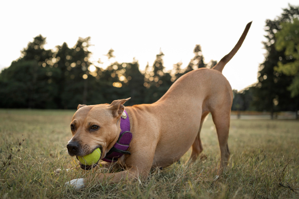 Quels jouets acheter pour un gros chien ?