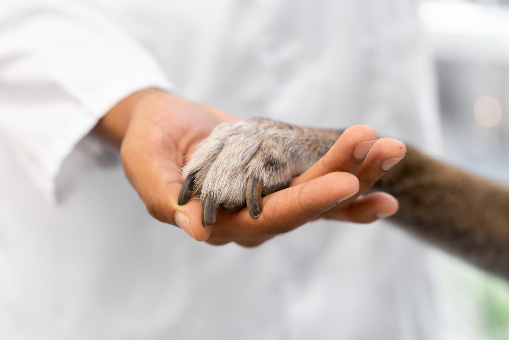 Comment bien choisir une mutuelle animaux pour son chat ?