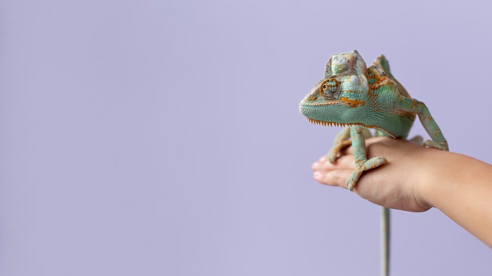 Adopter un iguane chez soi : ce qu'il faut savoir (caractère, sécurité, règlementation, prix)
