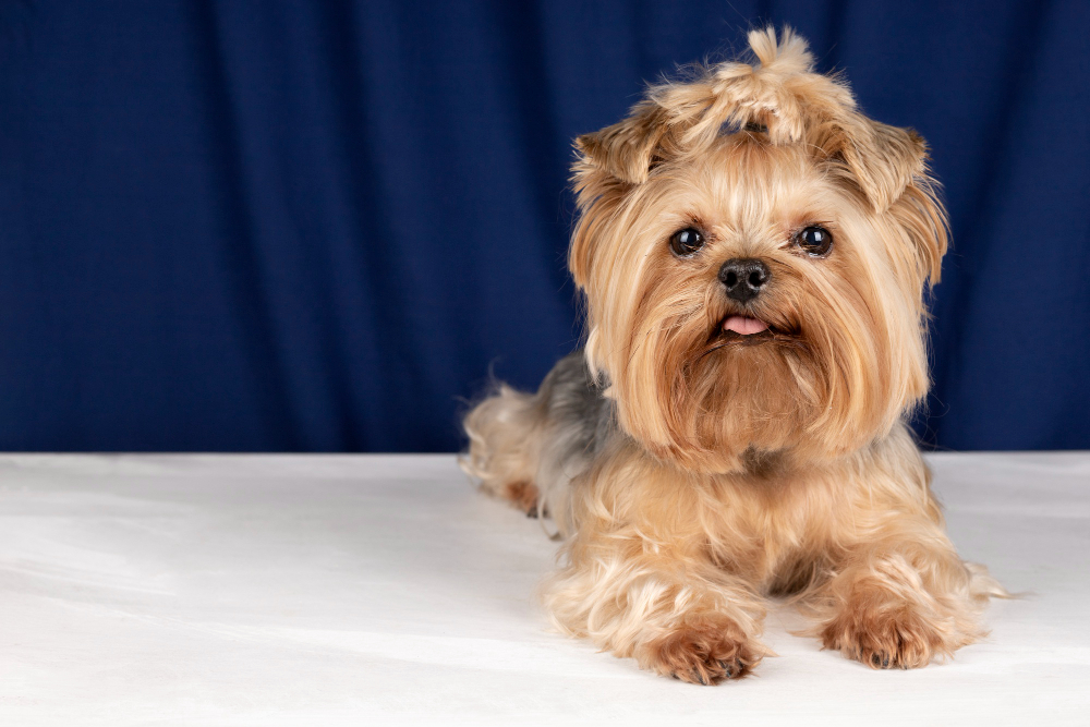 Adopter un yorkshire : tout savoir sur cet adorable petit chien (apparence, caractère, alimentation, santé, prix)