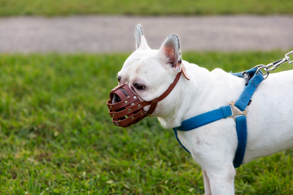Comment choisir la bonne muselière pour son chien ? (sécurité, solidité, matériaux, praticité, prix)