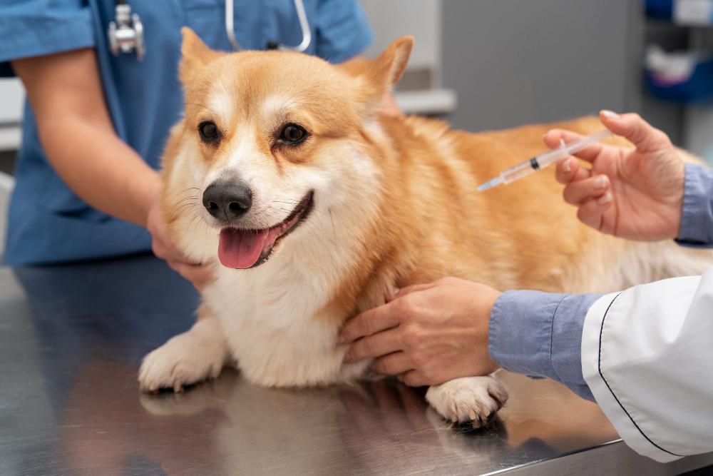 Quels sont les vaccins nécessaires pour un petit chien ?