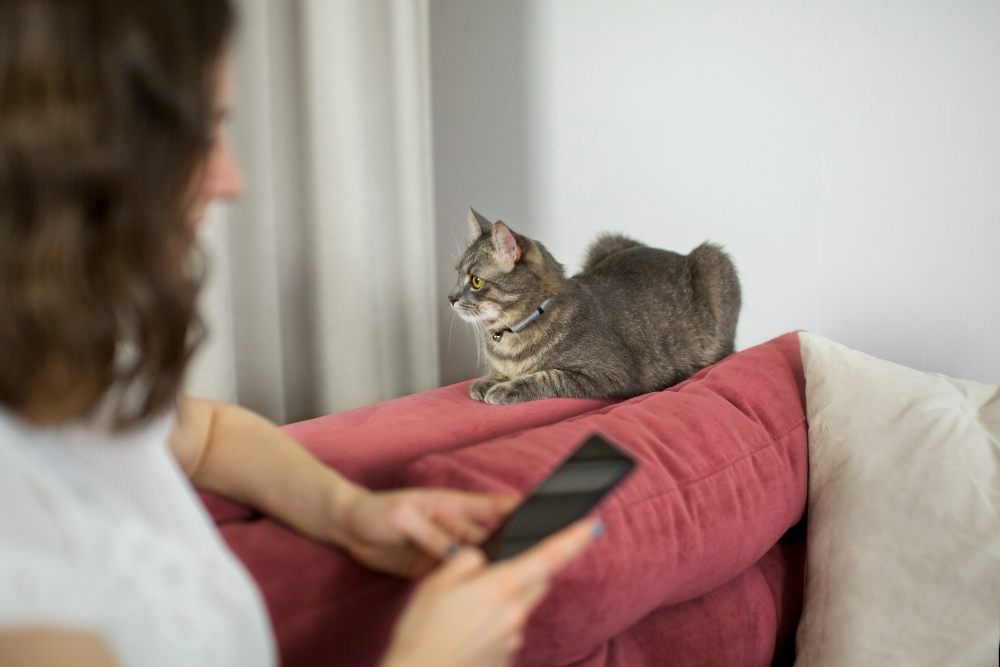 Allergie aux chats : que faire ?