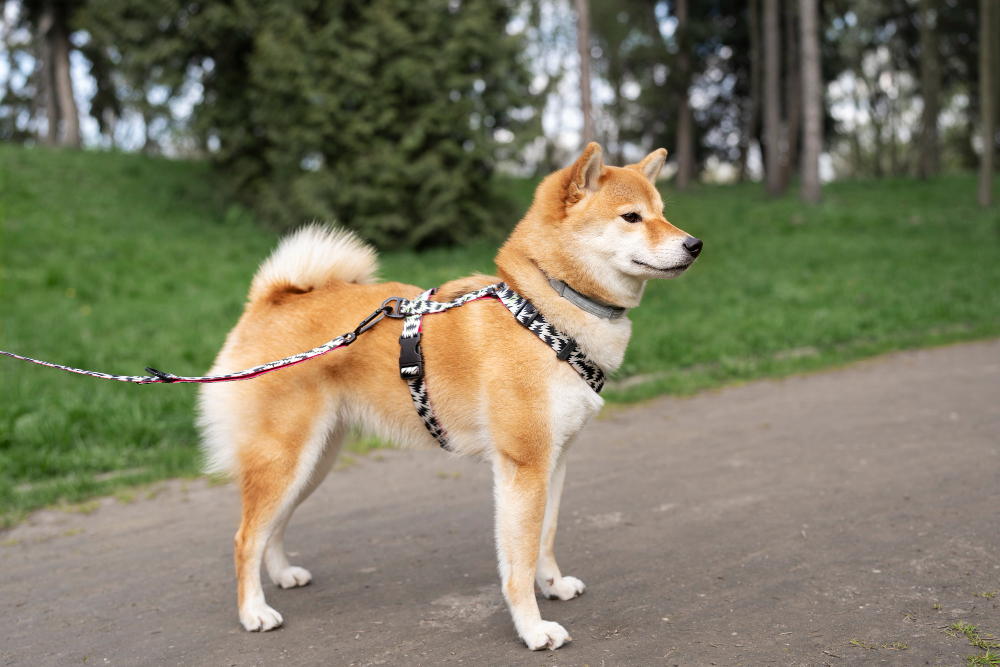 Comment choisir la bonne laisse pour son chien ? (longueur, solidité, praticité, prix)