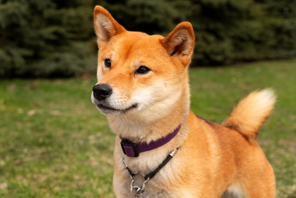 Shiba Inu : tout savoir sur le chien du Japon à la mode (apparence, caractère, alimentation
