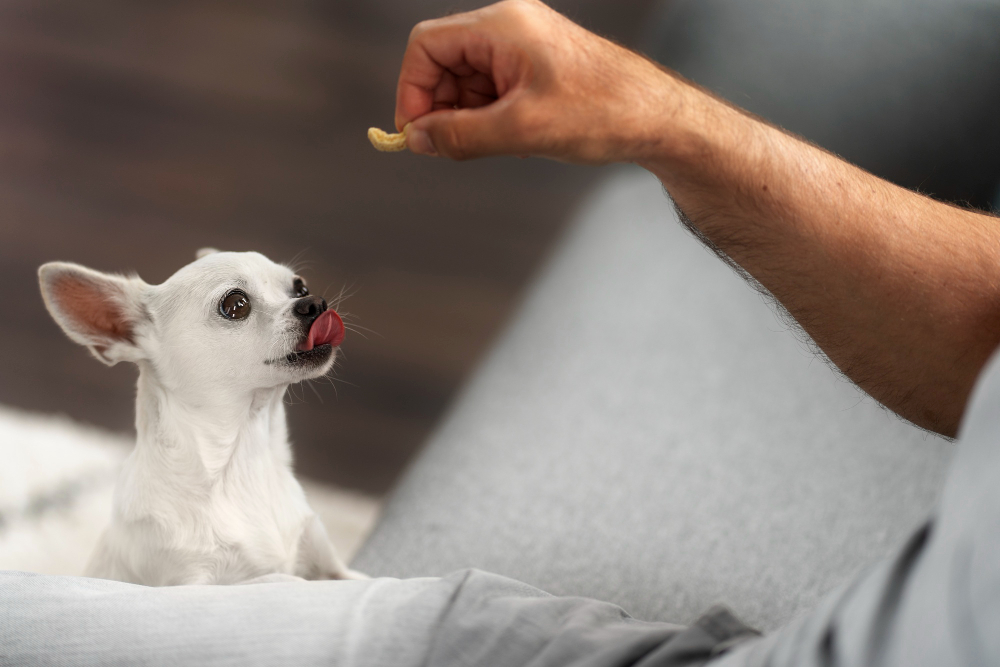 Quelles sont les meilleures marques de friandises pour chien ?