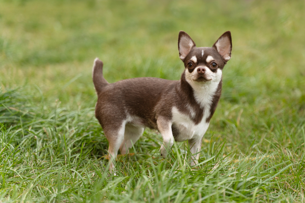 Le chihuahua : aspect, caractère, santé, tout savoir sur le plus petit des chiens