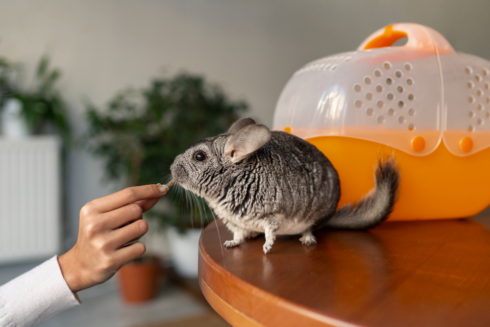 Quels sont les rongeurs pouvant être adoptés comme animal domestique dans une maison ?