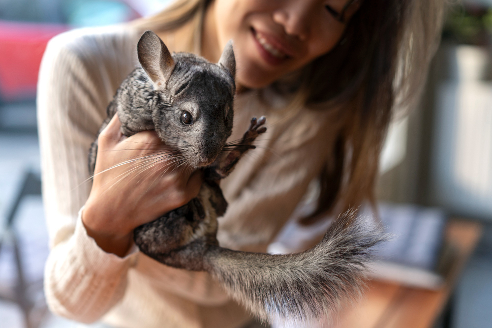 Adopter un chinchilla dans sa maison : tout ce qu'il faut savoir (apparence, caractère, alimentation, santé, prix)