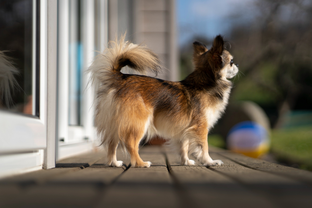 Comment entretenir le pelage d'un chihuahua à poils longs ?
