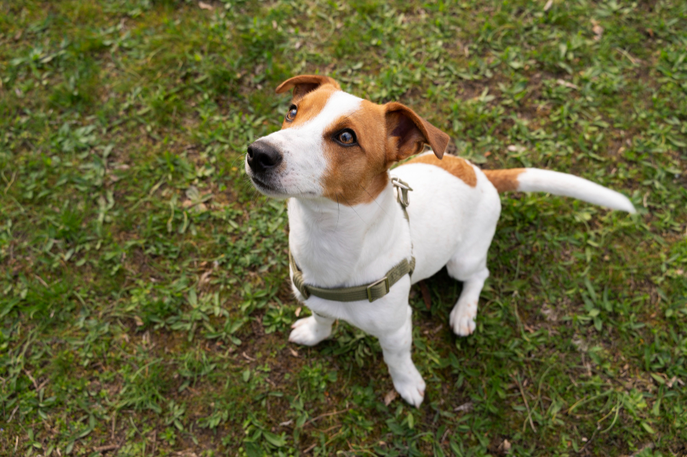 Jack Russell Terrier : tout savoir avant de l'adopter (apparence, caractère, alimentation, santé, prix)
