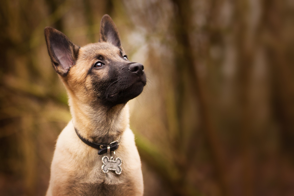 Malinois : tout savoir avant d'adopter ce chien actif et intelligent (apparence, caractère, santé, alimentation, prix)