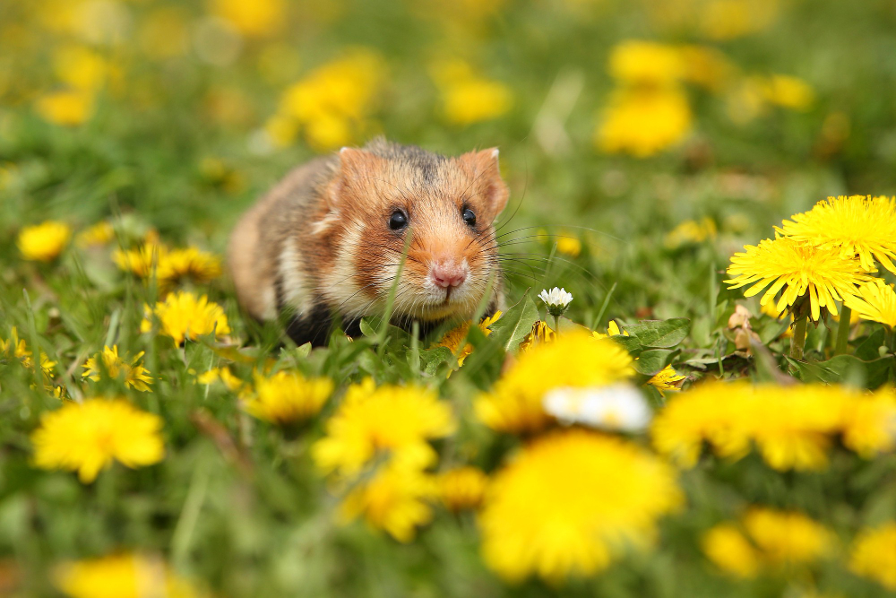 Adopter un hamster comme animal domestique : tout ce qu'il faut savoir (apparence, caractère, alimentation, santé, prix)