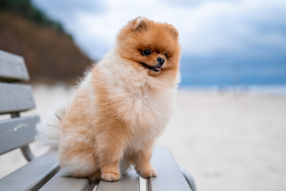 Spitz : tout savoir sur le chien des stars (races, apparence, caractère, santé, prix)