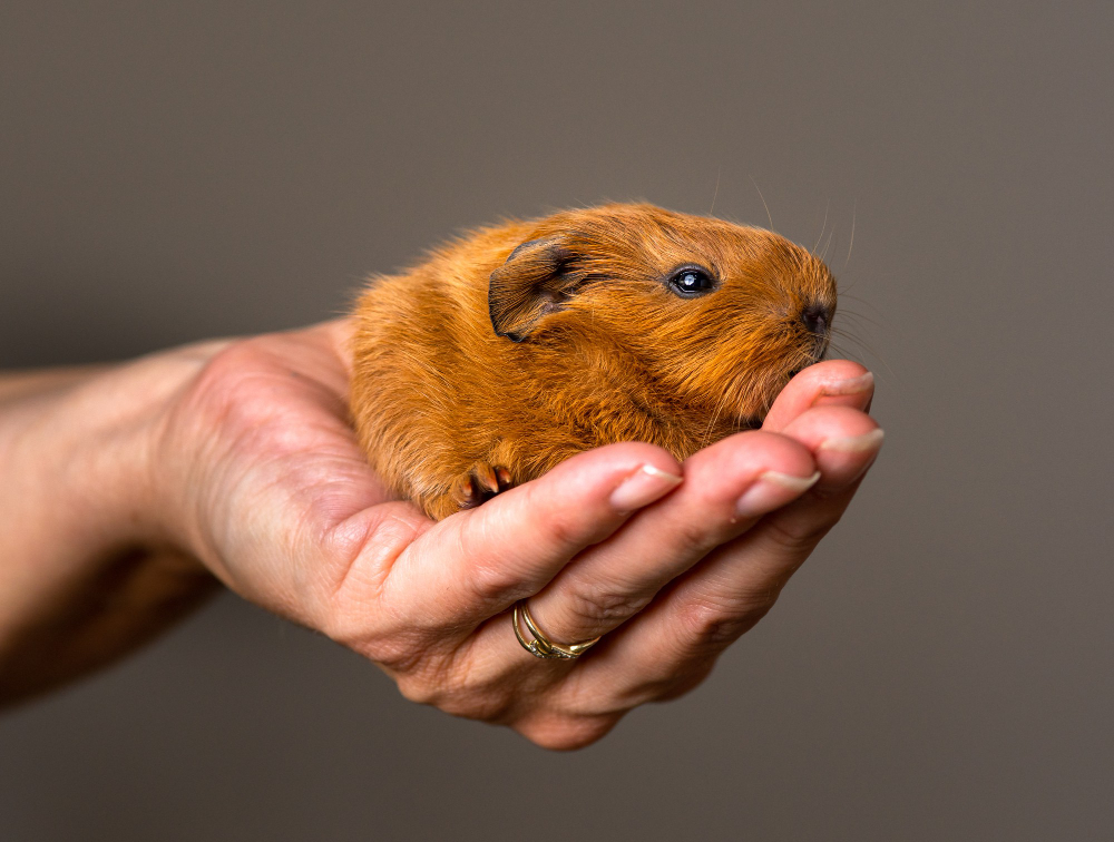 Adopter un cochon d'Inde comme animal domestique : tout ce qu'il faut savoir (apparence, caractère, alimentation, santé, prix)