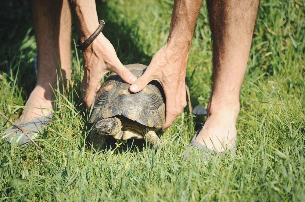 Adopter une tortue chez soi : tout ce qu'il faut savoir (apparence, caractère, alimentation, santé, prix)