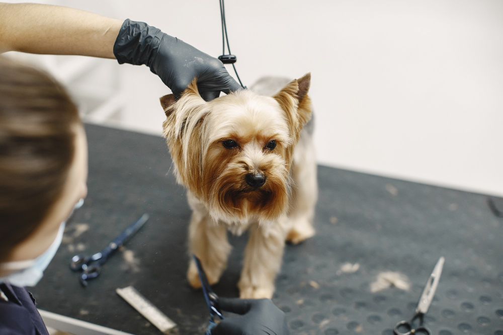 Tout savoir sur le toilettage canin (utilité, fréquence, prix)