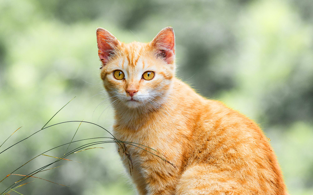 Pourquoi les chats oranges sont si spéciaux ?
