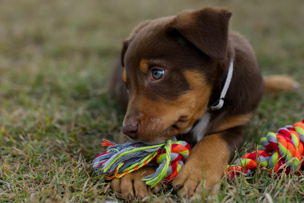 Acheter une corde à noeud pour son chien : faire le bon choix (type, taille, prix)