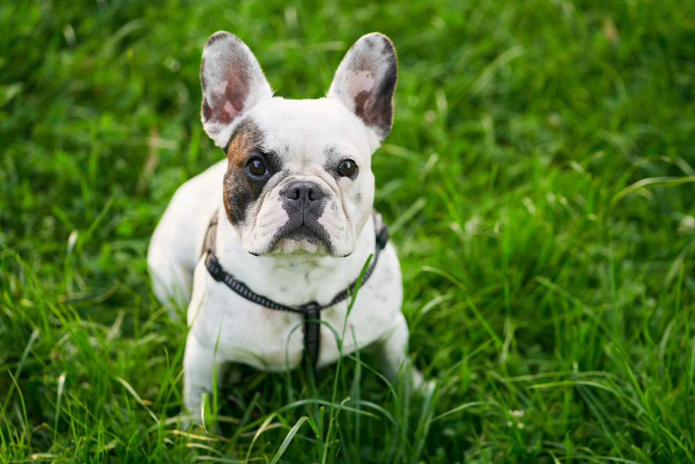 Le bouledogue français : aspect, caractère, santé, alimentation... tout savoir sur cette adorable boule de poils