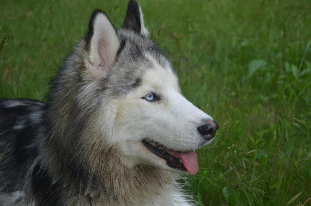 Adopter un Husky de Sibérie : tout savoir ce magnifique chien venu du grand froid