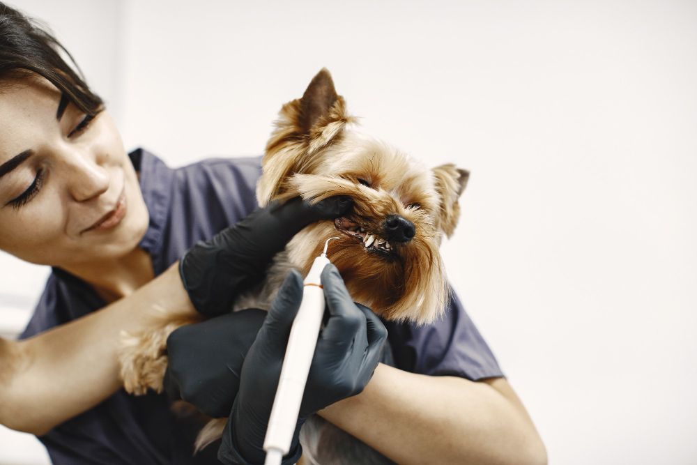 Comment laver les dents de son chien ?