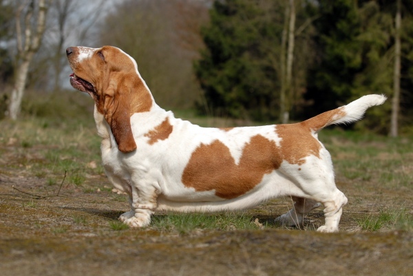 Basset Hound : tout savoir sur ce chien atypique (apparence, caractère, alimentation, santé, prix)