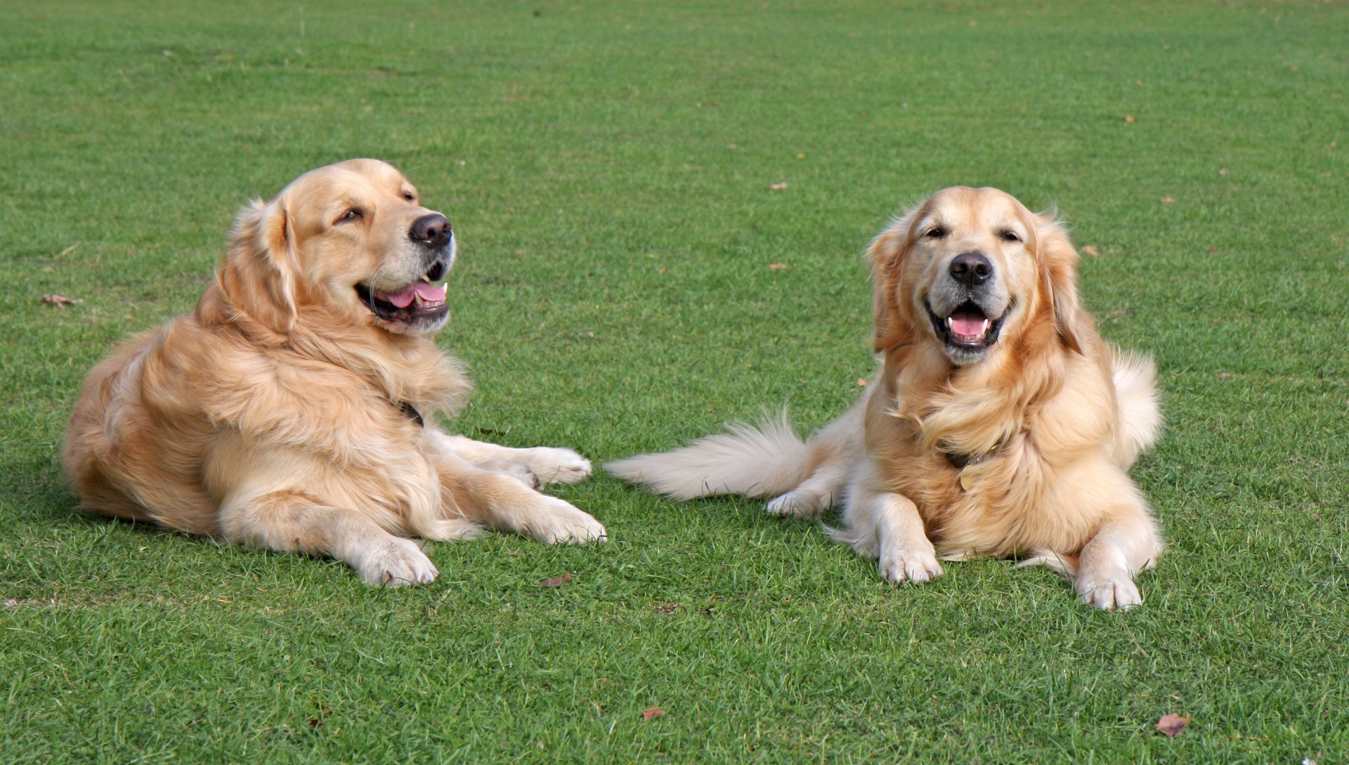 Tout savoir sur le golden retriever : apparence, caractère, alimentation, prix