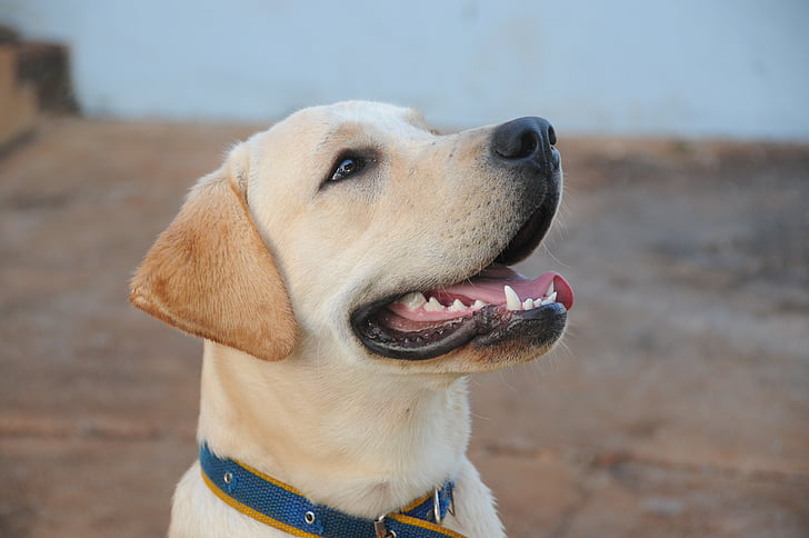 Labrador retriever : tout savoir sur le chien le plus fidèle (apparence, caractère, alimentation, espérance de vie, prix)