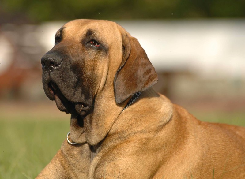 Adopter un Fila Brasileiro, tout savoir sur le plus célèbre des chiens brésiliens (apparence, caractère, prix)