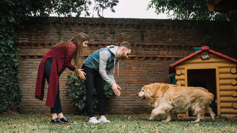 Choisir et acheter une niche pour son chien : ce qu'il faut savoir (modèle, matériaux, taille, prix)