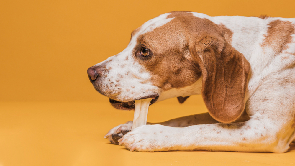 Comment choisir un os à mâcher pour son chien ?
