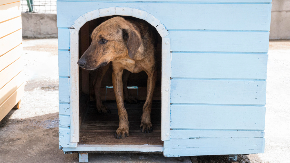 Comment construire une niche pour son chien (type, taille, matériaux, coût) ?