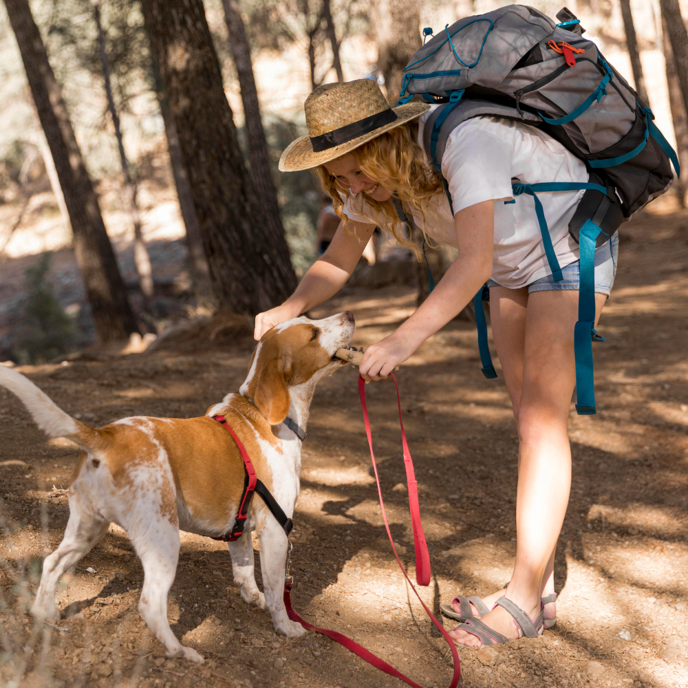Équiper son chien pour la randonnée : Conseils et Astuces