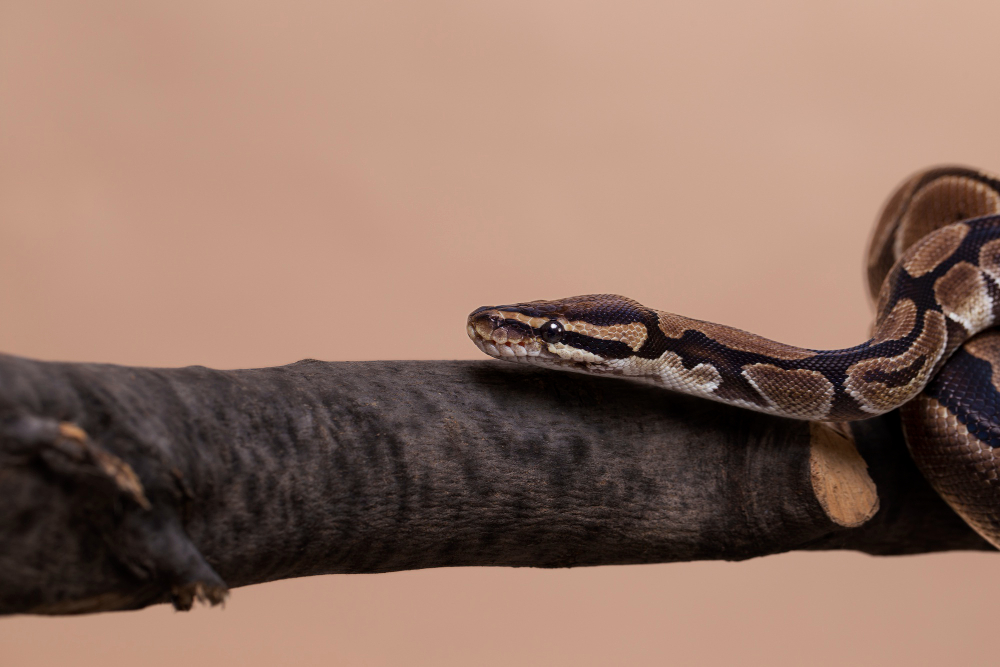 Adopter un serpent chez soi : ce qu'il faut savoir (races, règlementation, alimentation, santé, prix)