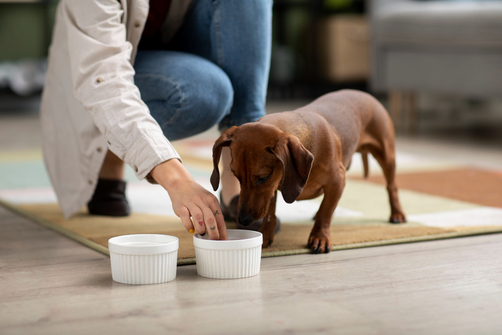 Comment savoir si mon chien a soif ?