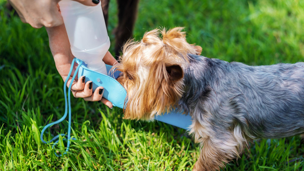 Gourde à eau de voyage pour chien : ce qu'il faut savoir au moment de l'acheter