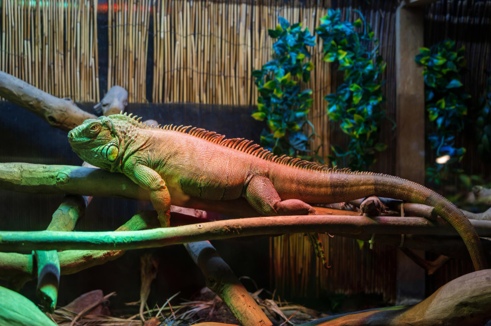 Investir dans un terrarium pour son serpent domestique : comment le choisir ?