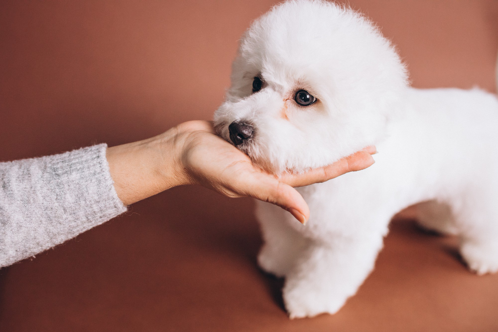 Adopter un bichon maltais : tout savoir sur cet adorable petit chien (apparence, caractère, santé, alimentation, prix)