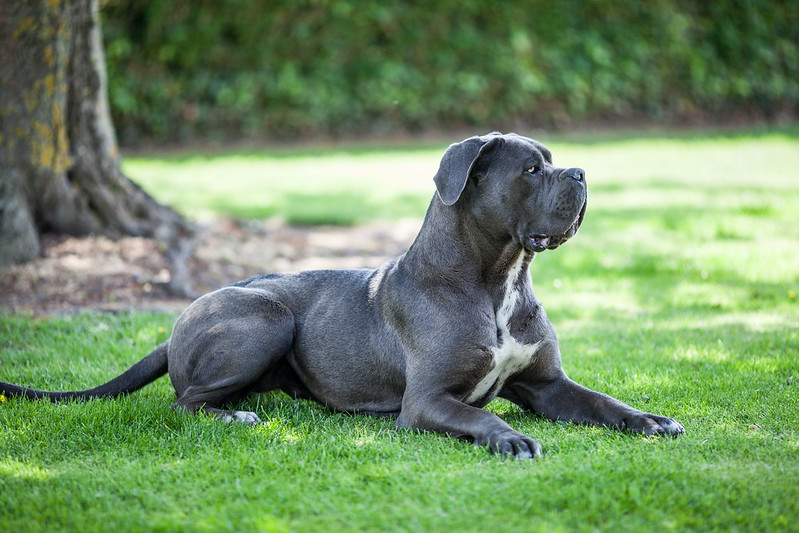 Adopter un Cane Corso : tout ce qu'il faut savoir (apparence, caractère, alimentation, santé, prix)