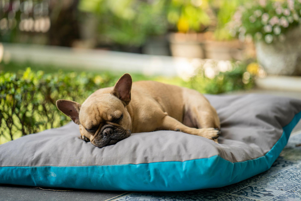 Le bien-être canin : l’importance d’un bon repos
