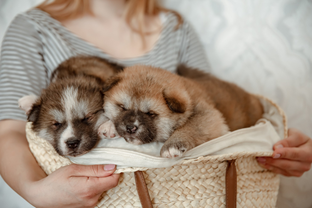 Les essentiels pour un nouveau chiot : Bien démarrer ensemble